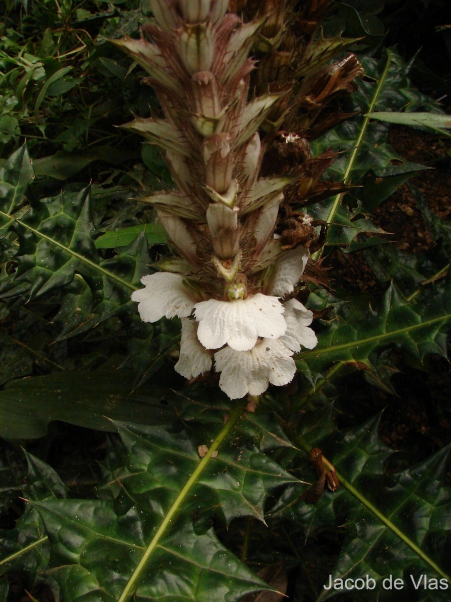 Acanthus montanus (Nees) T.Anderson